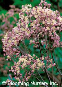 Thalictrum 'Elin'